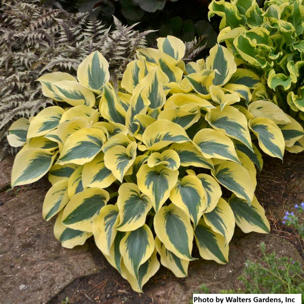 Hosta var. 'Autumn Frost'