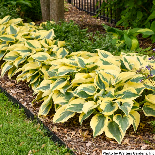 Hosta var. 'Autumn Frost'