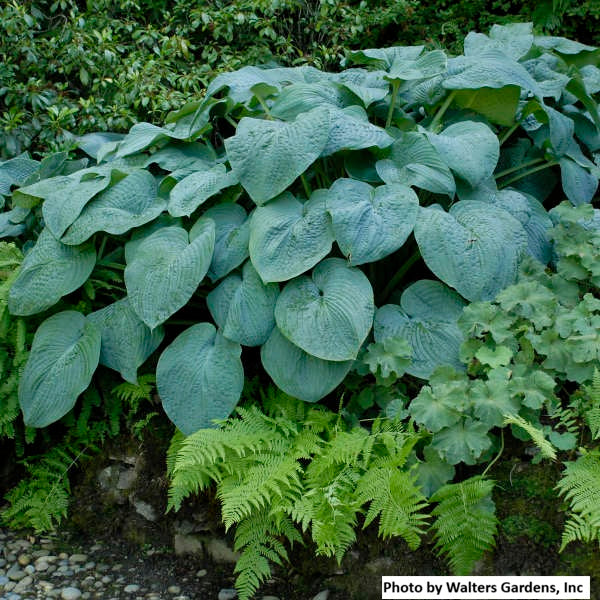 Hosta var. 'Blue Angel'