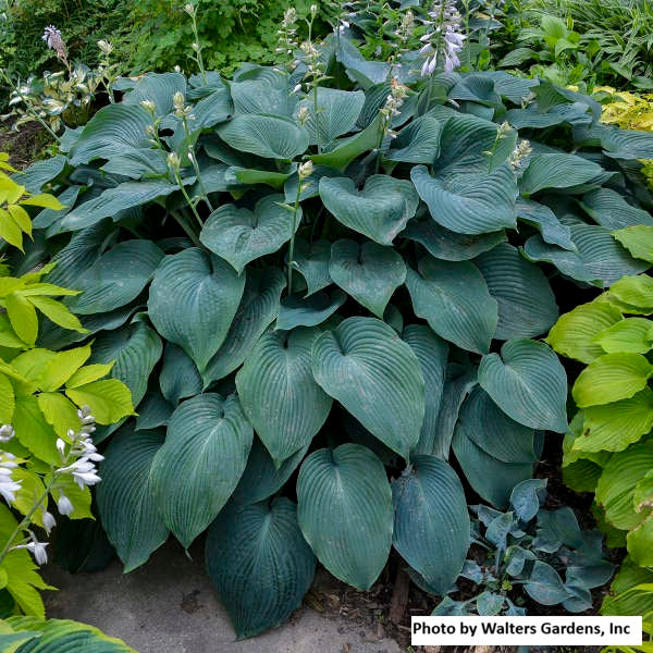 Hosta var. 'Blue Angel'