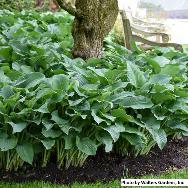 Hosta var. 'Blue Angel'