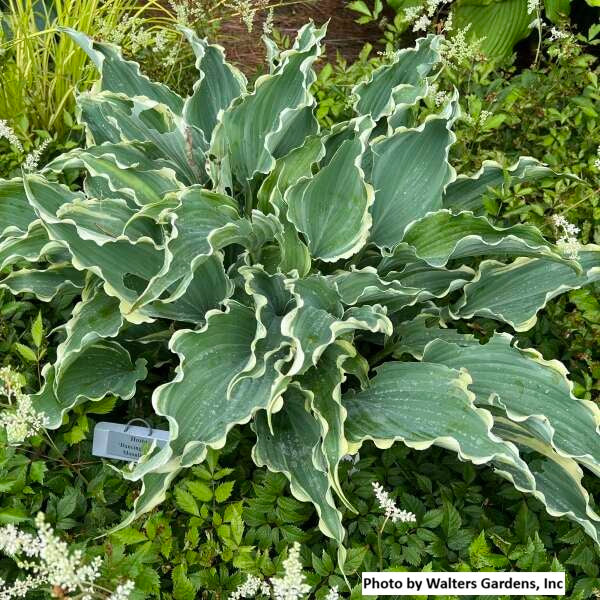 Hosta var. 'Dancing in the Moonlight'