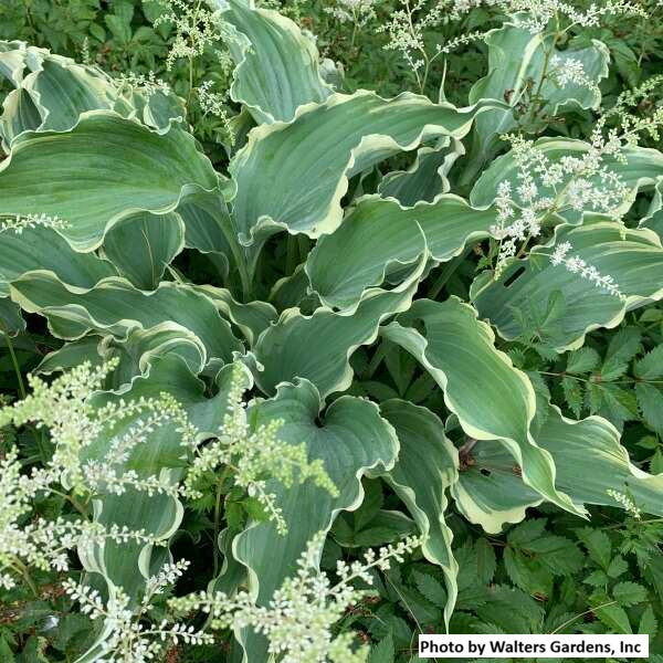 Hosta var. 'Dancing in the Moonlight'