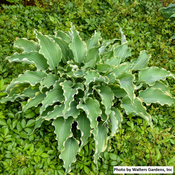 Hosta var. 'Dancing in the Moonlight'