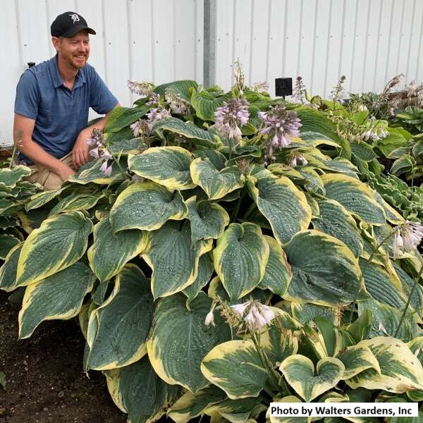 Hosta var. 'Gigantosaurus'