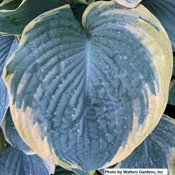 Hosta var. 'Gigantosaurus'