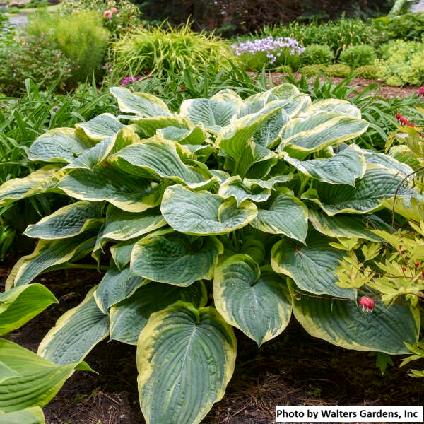 Hosta var. 'Gigantosaurus'
