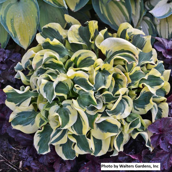 Hosta var. 'Mini Skirt'