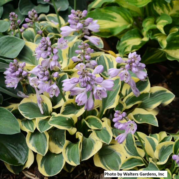 Hosta var. 'Mini Skirt'
