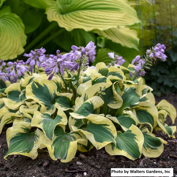 Hosta var. 'Mini Skirt'