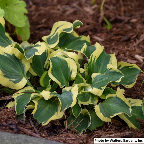 Hosta var. 'Mini Skirt'