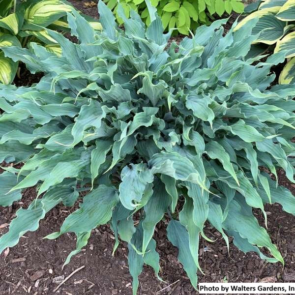 Hosta var. 'Wild Imagination'