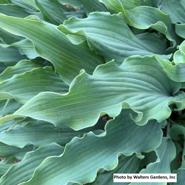 Hosta var. 'Wild Imagination'