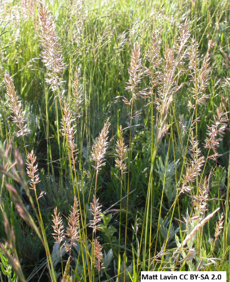 Prairie Junegrass