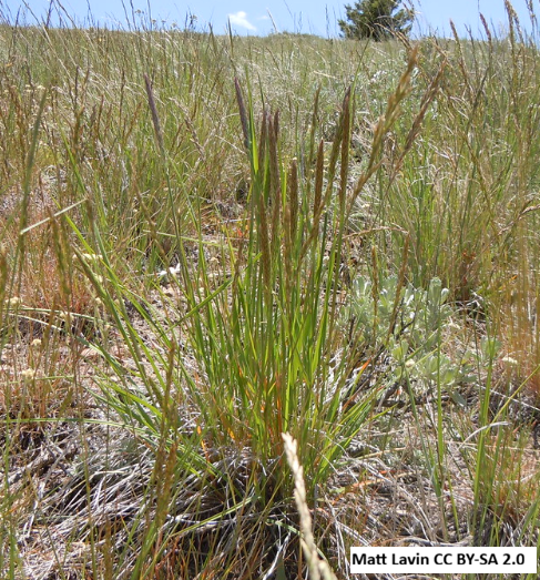 Prairie Junegrass