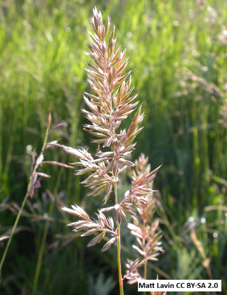 Prairie Junegrass