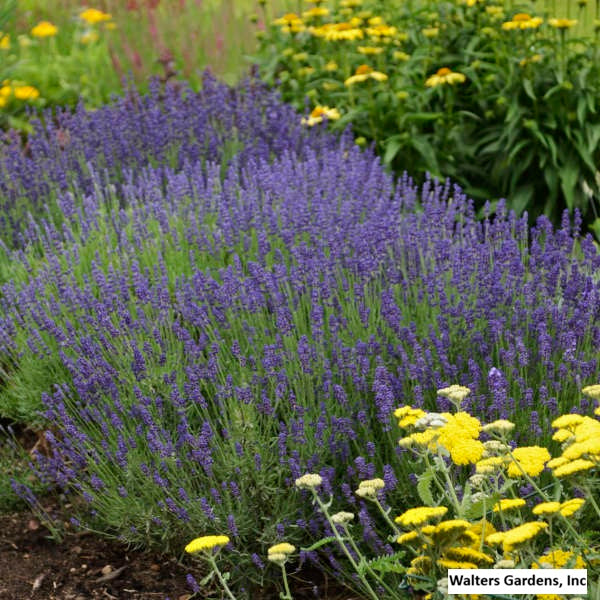 English Lavender 'Hidcote'