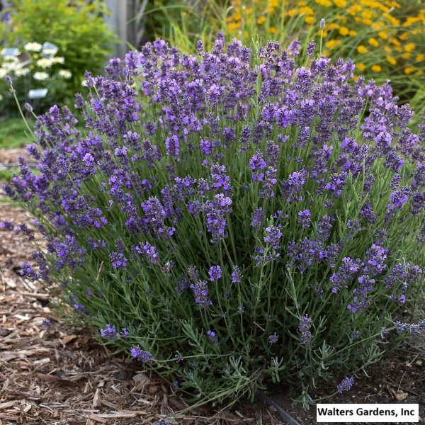 English Lavender 'Hidcote'