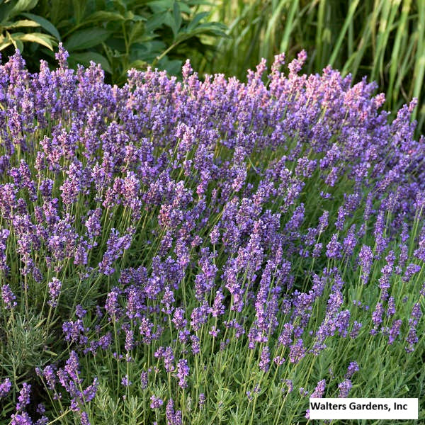 English Lavender 'Hidcote'