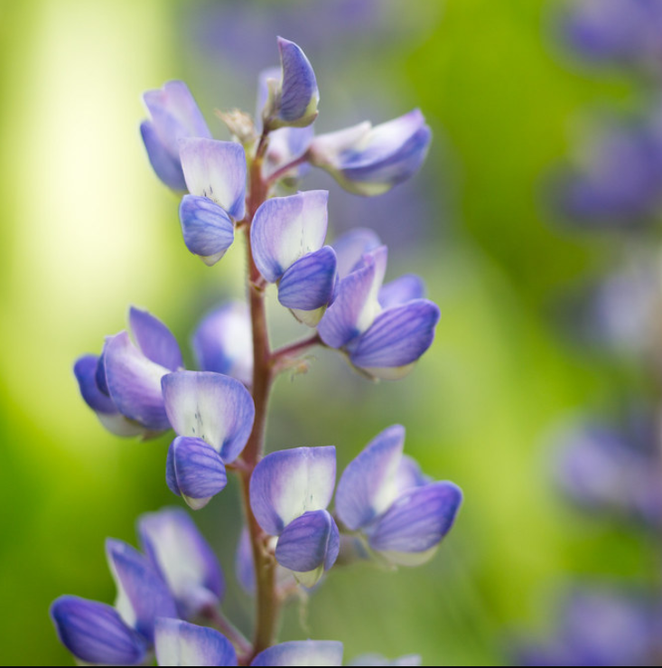 Silver Lupine
