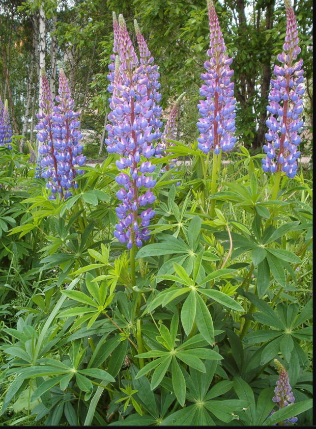 Big Leaf Lupine