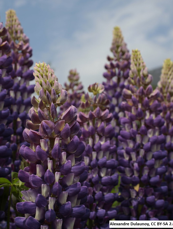 Big Leaf Lupine