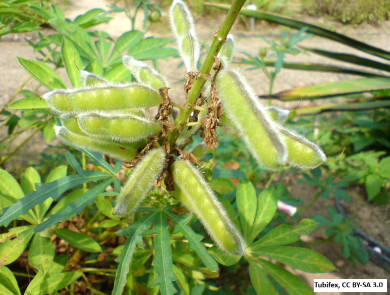 Big Leaf Lupine