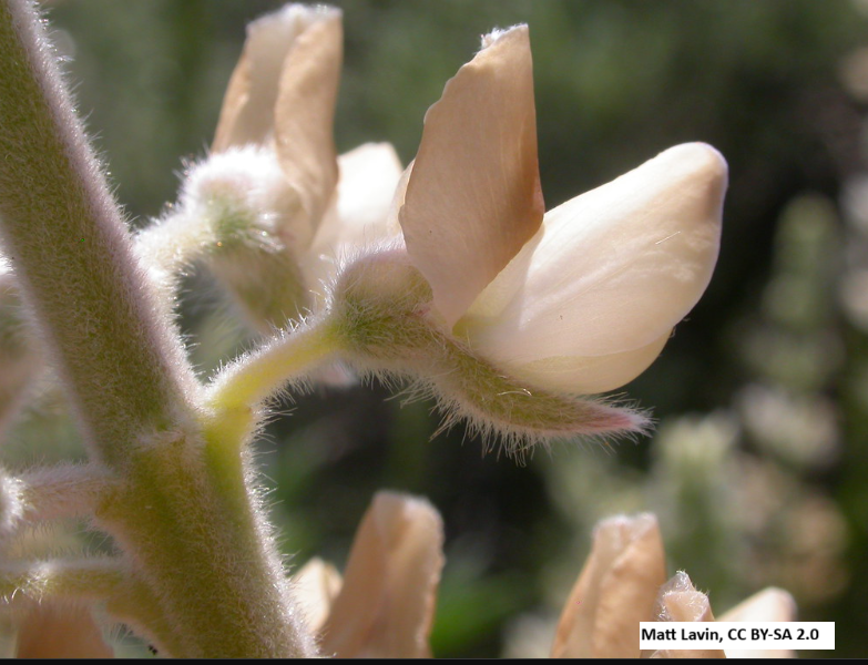 Silky Lupine