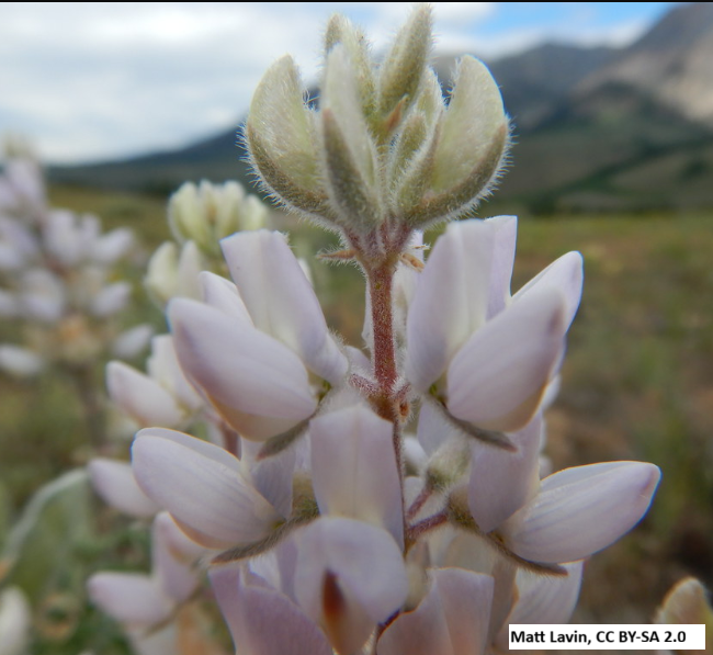 Silky Lupine