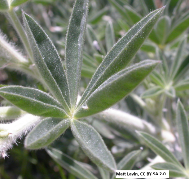 Silky Lupine