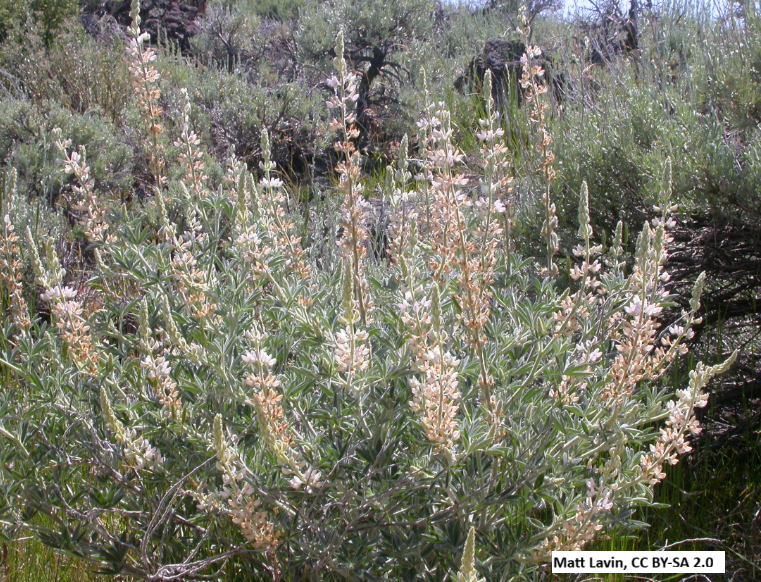 Silky Lupine