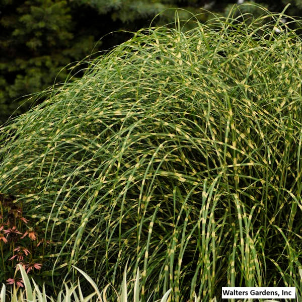 Little Zebra Grass