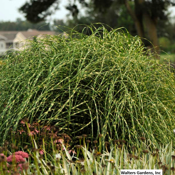 Little Zebra Grass