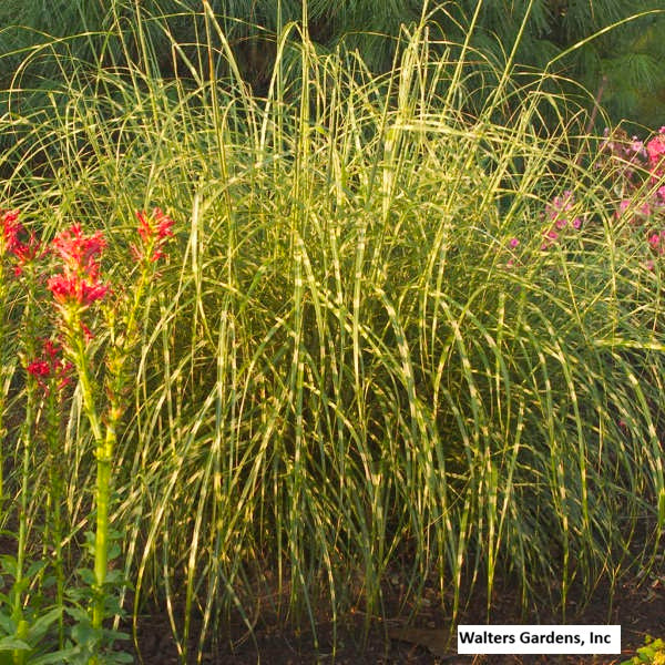 Little Zebra Grass