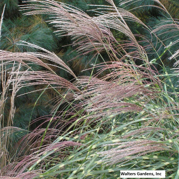 Little Zebra Grass