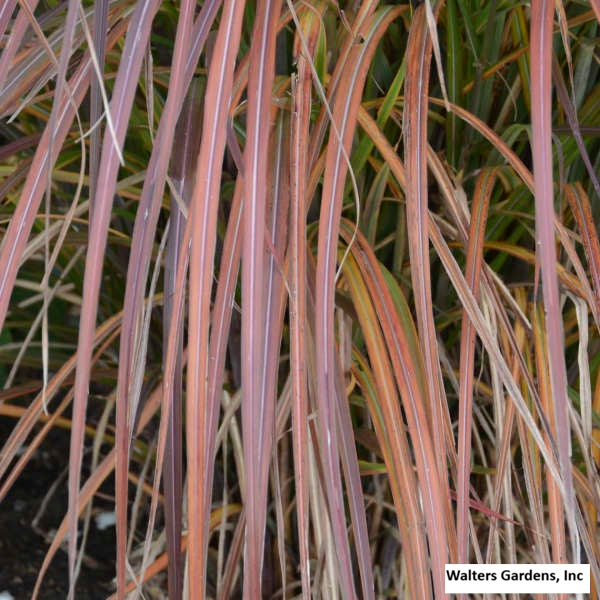 Oktoberfest Maiden Grass