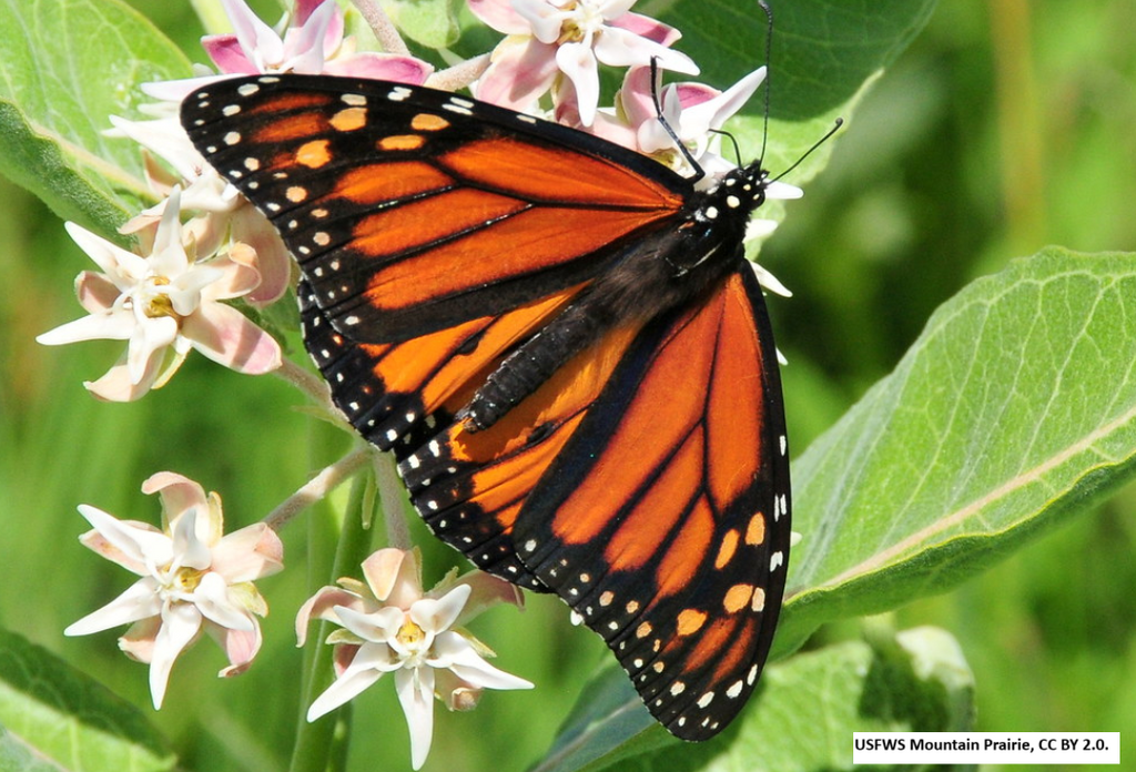 Showy Milkweed