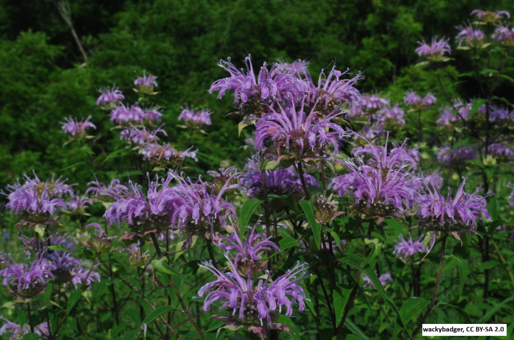 Wild Bergamot / Bee Balm