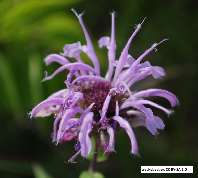 Wild Bergamot / Bee Balm