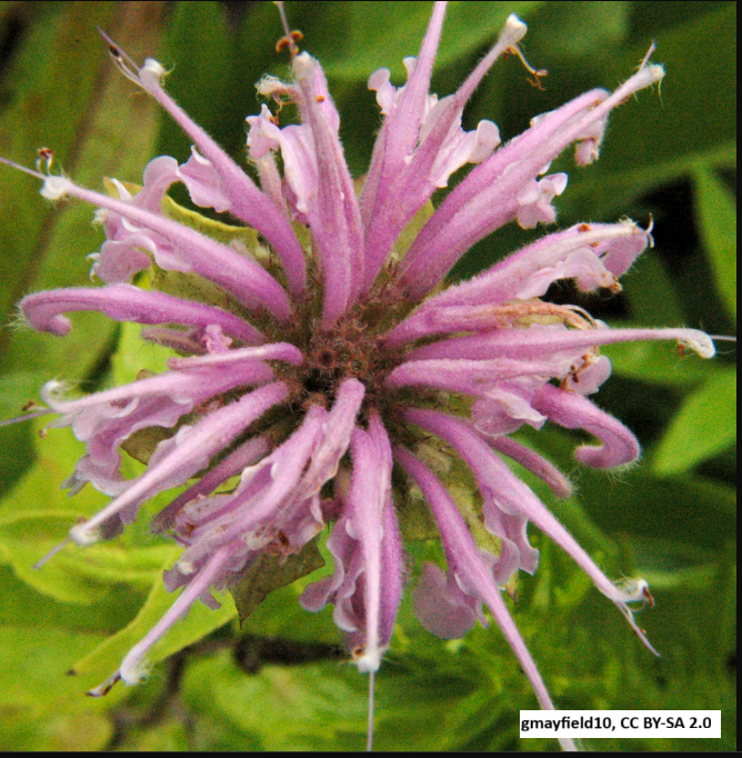 Wild Bergamot / Bee Balm