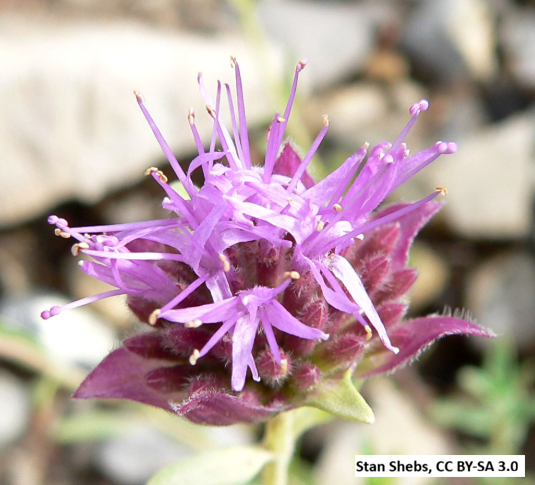 Coyote Mint