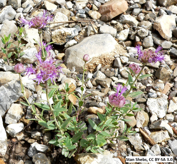 Coyote Mint