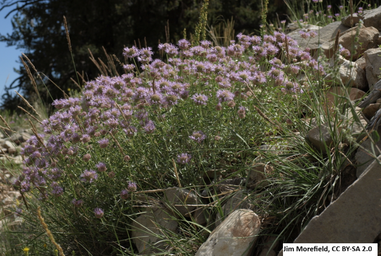 Coyote Mint