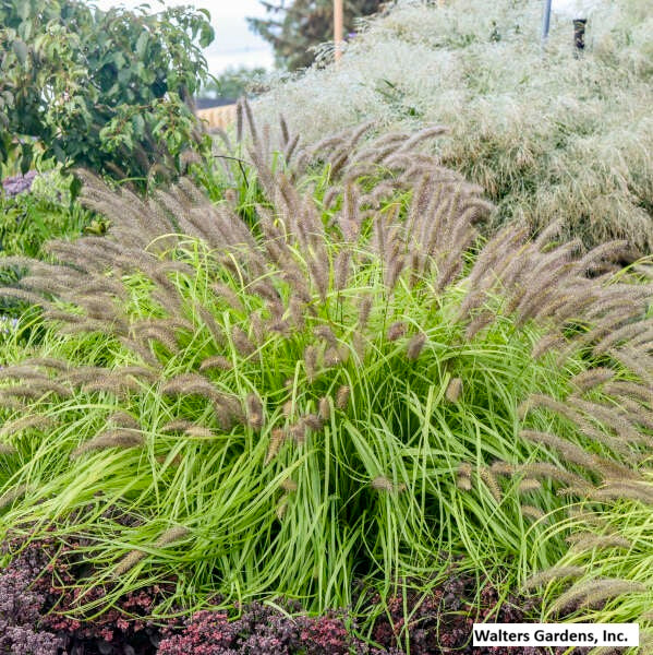 Lemon Squeeze Fountain Grass