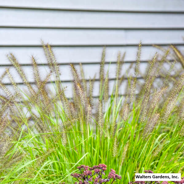 Lemon Squeeze Fountain Grass