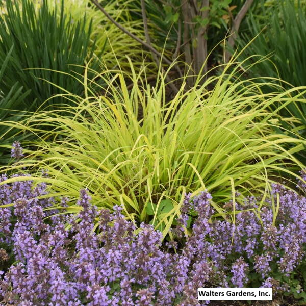 Lemon Squeeze Fountain Grass