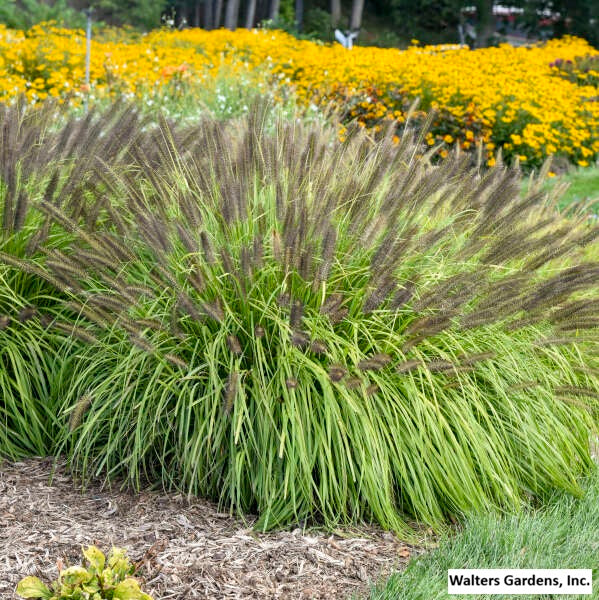 Lemon Squeeze Fountain Grass