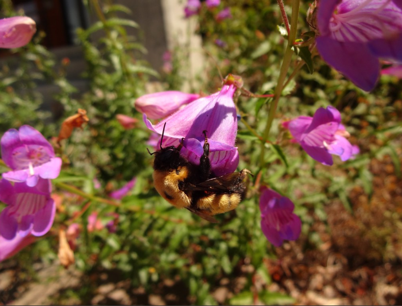 Cutleaf Penstemon