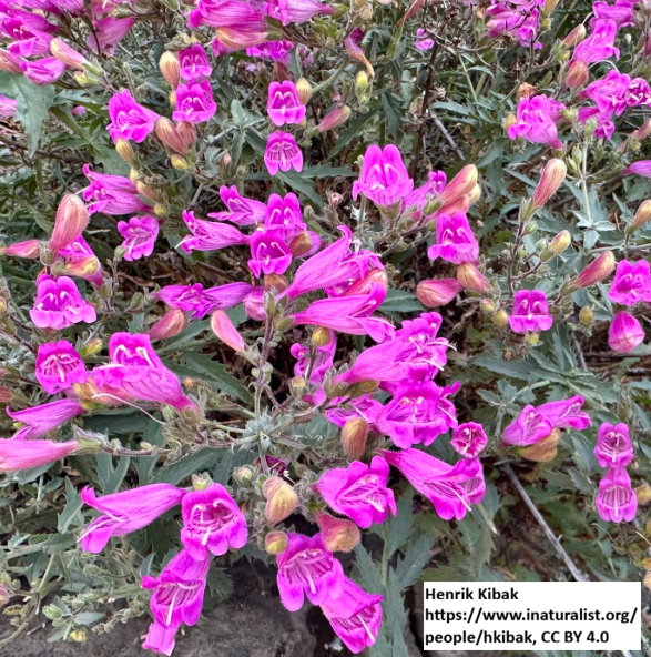 Cutleaf Penstemon