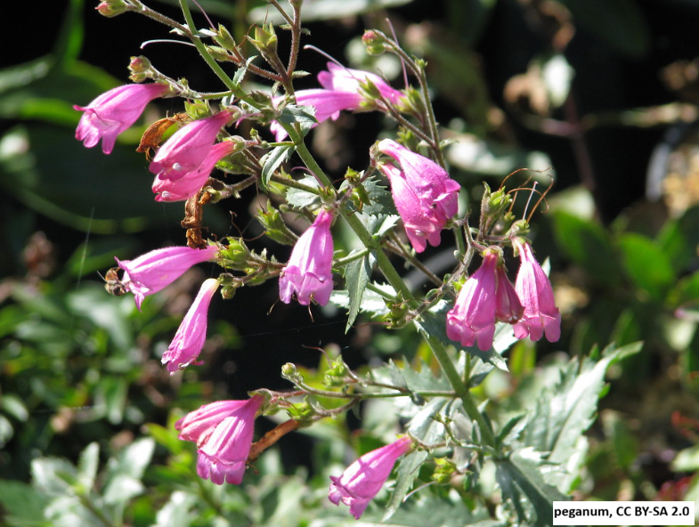 Cutleaf Penstemon